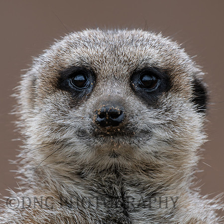 Meerkat