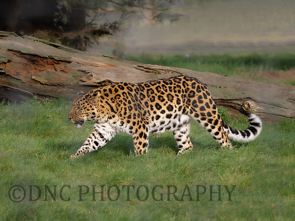 Amur Leopard 'Drake'