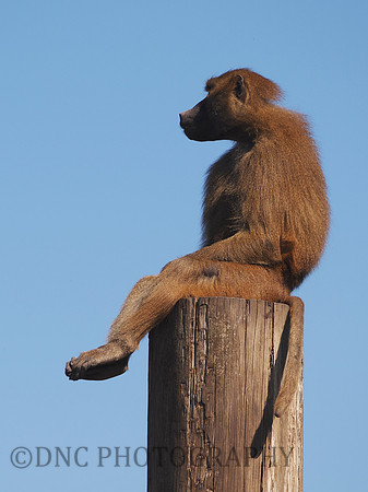 Baboon .1
