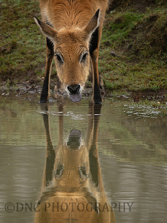 Lechwe