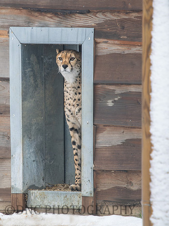 No coming out today.