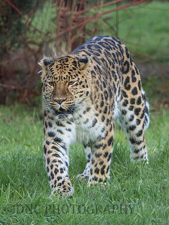 Amur Leopard Drake