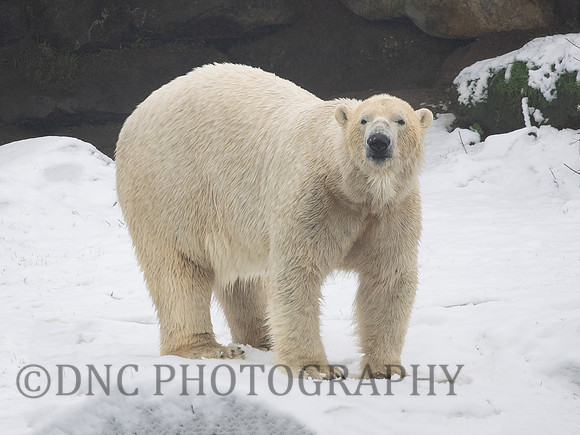 Polar Bear .1