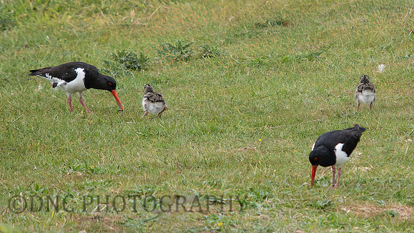 Oyster Catchers and chicks .2