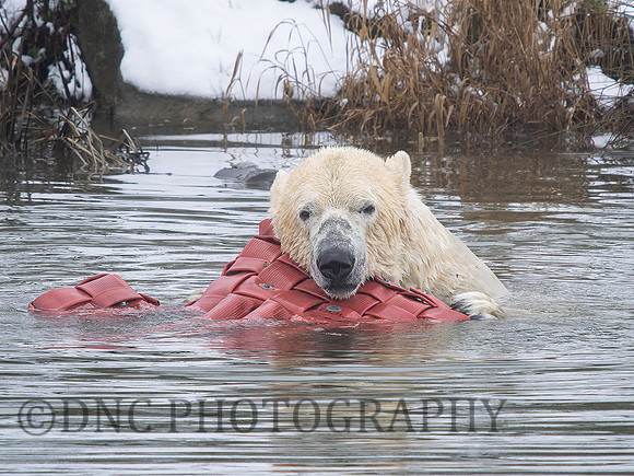 Polar Bear .5