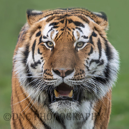 Amur Tiger "Altai"