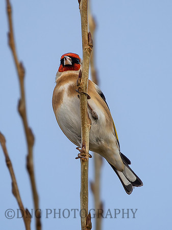 Finch .1