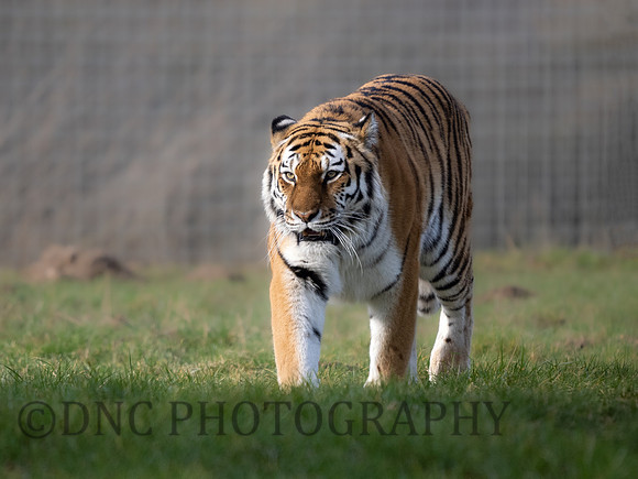 Amur Tiger 'Sayan'