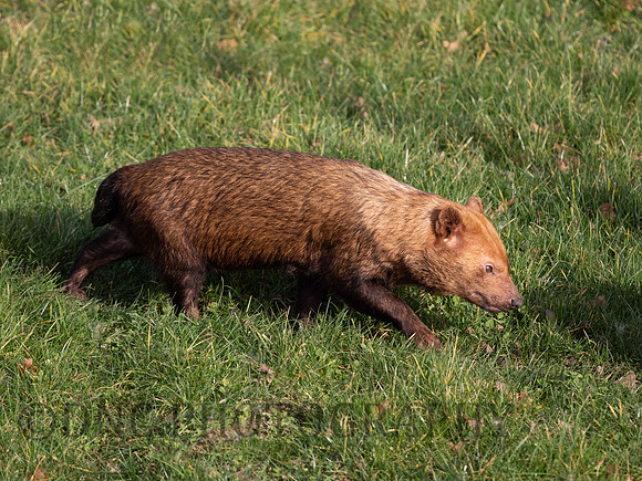 Bush Dog