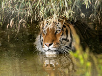 Amur Tiger Altai