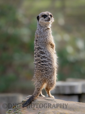 Meerkat