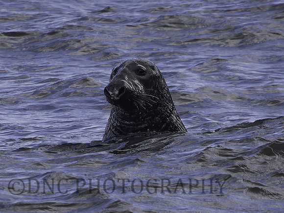 Seal