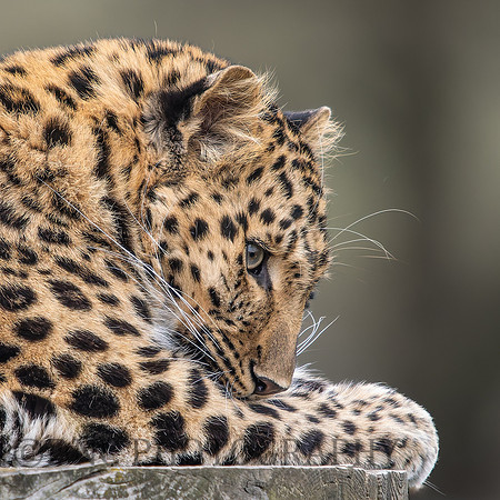 Amur Leopard "Auckley"