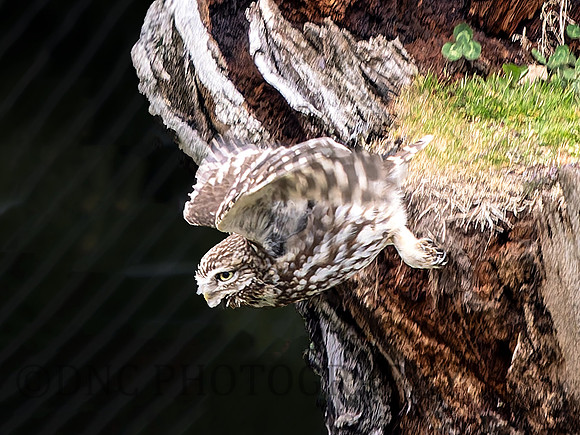 Little Owl