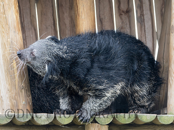 Binturong