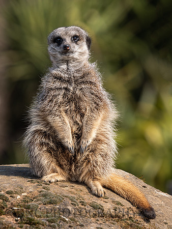 Meerkat