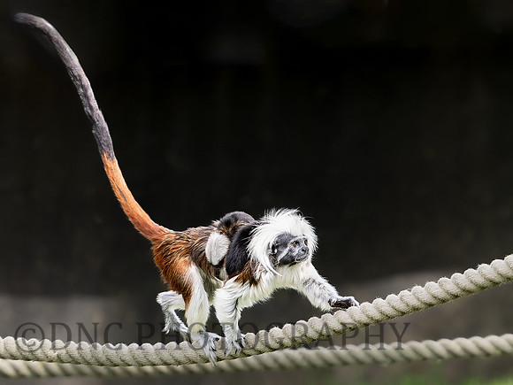 Cotton Top Tamarin with babies