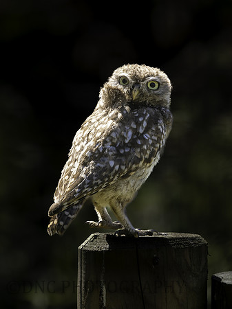 Little Owl .1.1