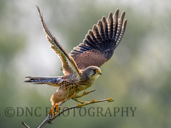 Kestrel .4