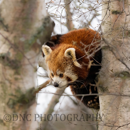 Red Panda