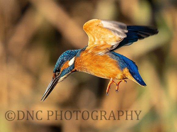 Kingfisher