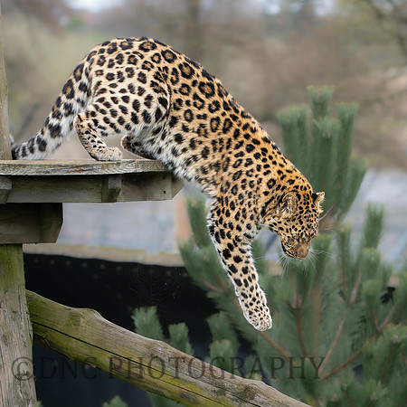 Amur Leopard "Auckley"