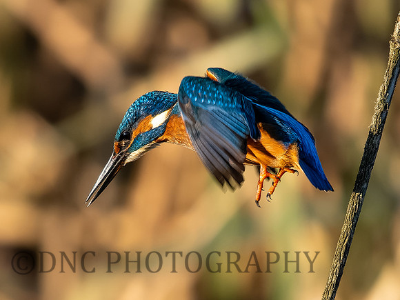 Kingfisher