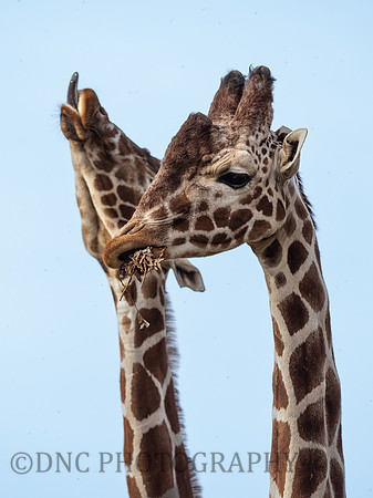 Giraffes