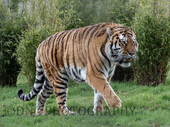 Amur Tiger "Altai"