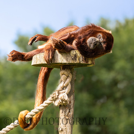Red Howler Monkey .1