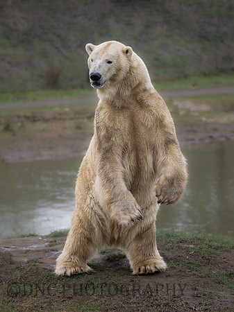 Sisu trying see the other bears