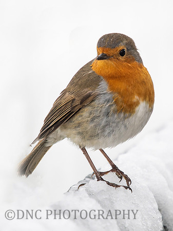 Robin .1