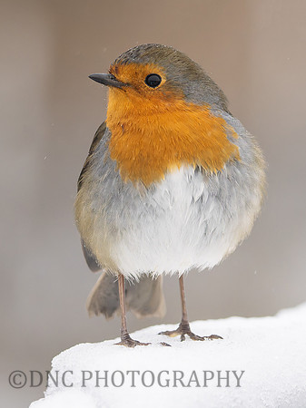 Robin .2