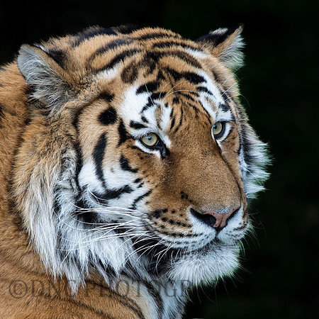 Amur Tiger "Altai"