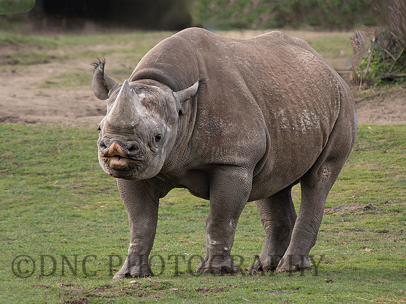 Eastern Black Rhino Makibo