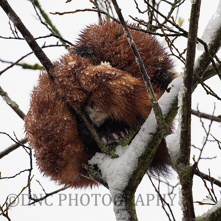 Red Panda