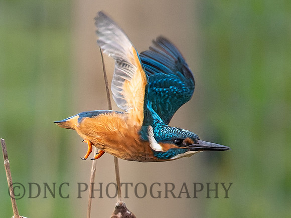 Kingfisher