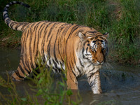 Amur Tiger Altai