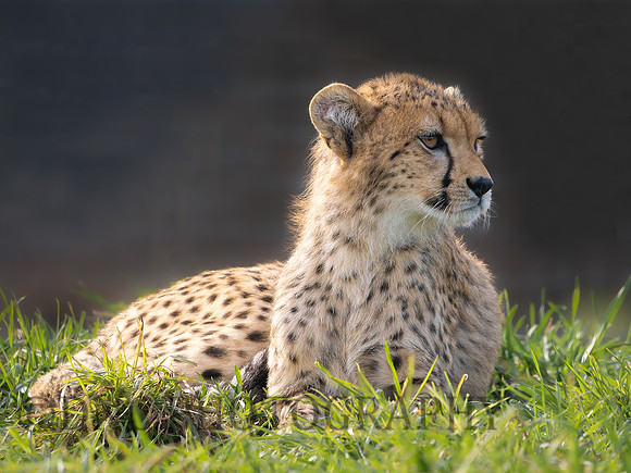 Cheetah Cub