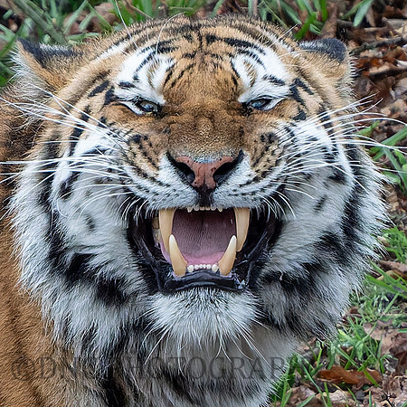 Amur Tiger "Altai"