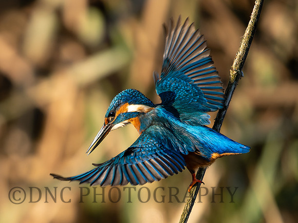 Kingfisher