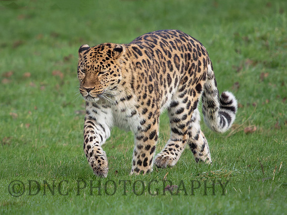 Amur Leopard Drake