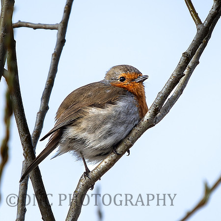 Robin