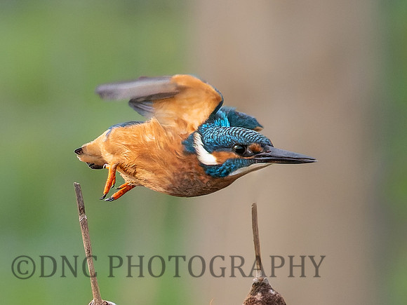 Kingfisher