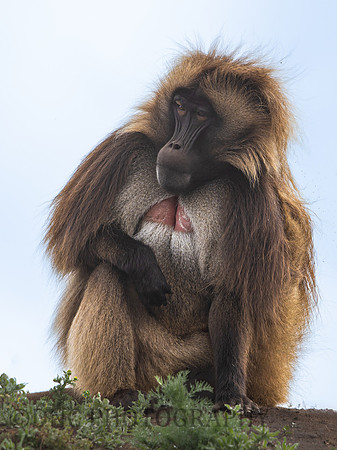 Gelada Monkey
