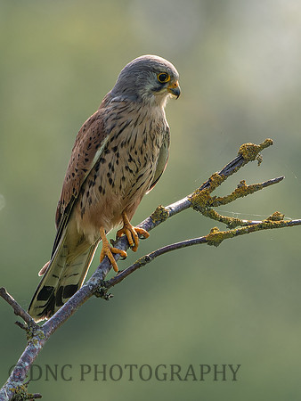 Kestrel .2