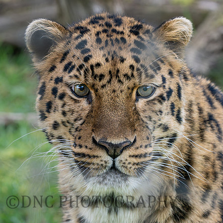 Amur Leopard  "Drake"