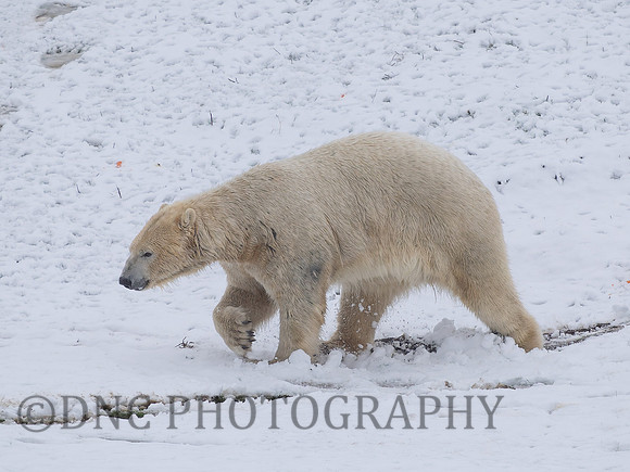 Polar Bear .1