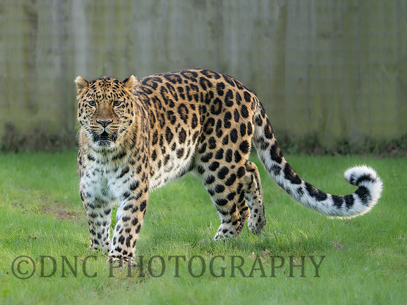 Amur Leopard Drake