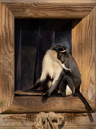 Rolloway Monkey